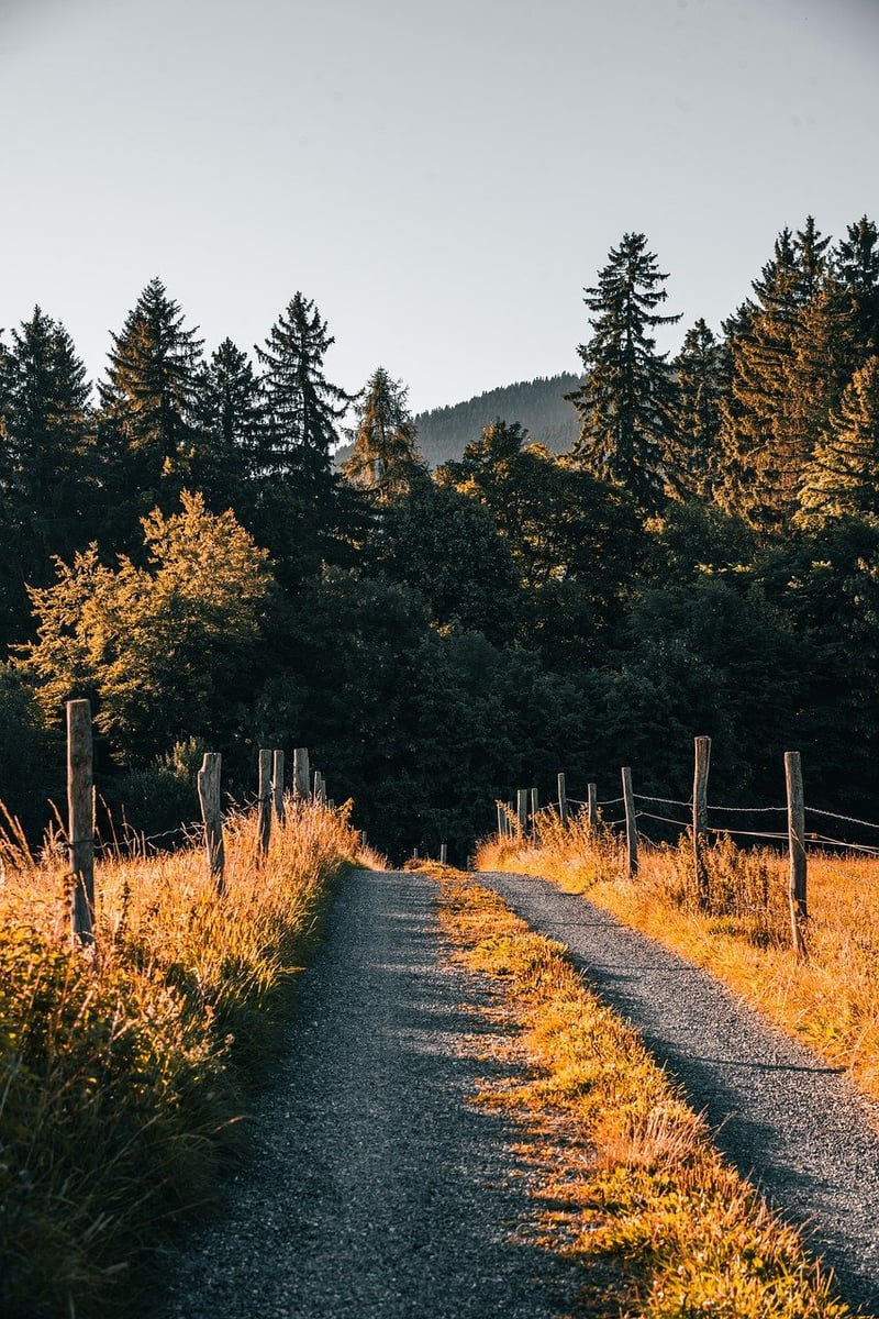 Winding Trails